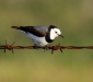 White-fronted Chat 